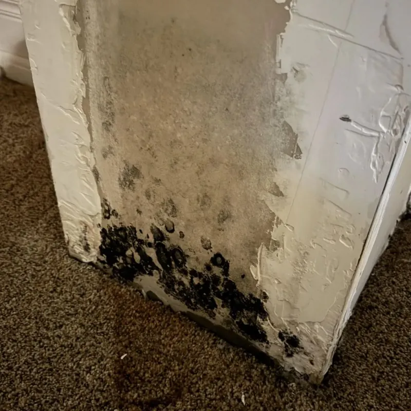 Professional Mold Removal in Wynnewood, OK